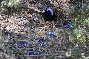 Satin_Bowerbird_nest